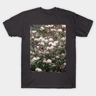 Blush pink rhododendron T-Shirt